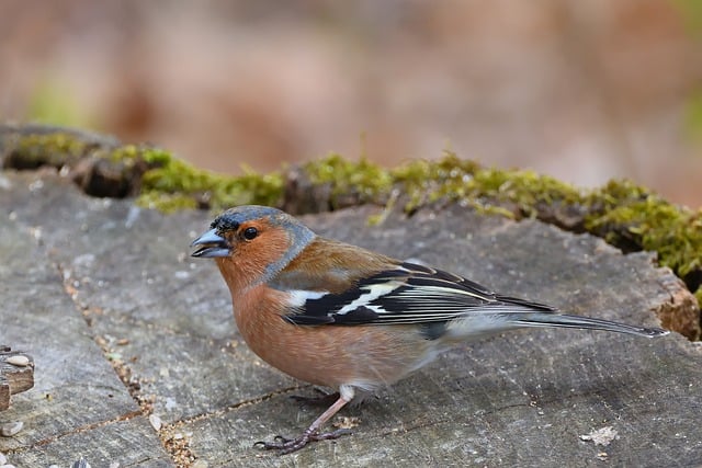 Free download bird chaffinch finch park tree free picture to be edited with GIMP free online image editor