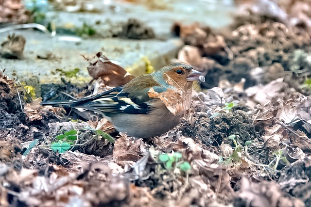 Free download bird chaffinch leaves animal fall free picture to be edited with GIMP free online image editor