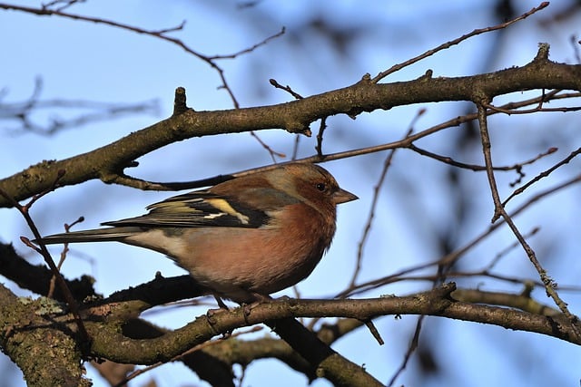 Free download bird chaffinch songbird park tree free picture to be edited with GIMP free online image editor