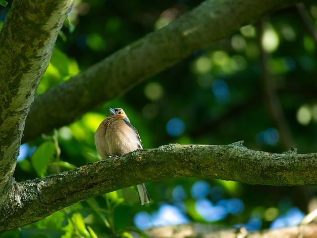 Free download bird chaffinch tree branch free picture to be edited with GIMP free online image editor