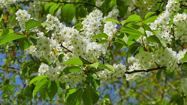 Free picture Bird Cherry Flowers Spring -  to be edited by GIMP free image editor by OffiDocs