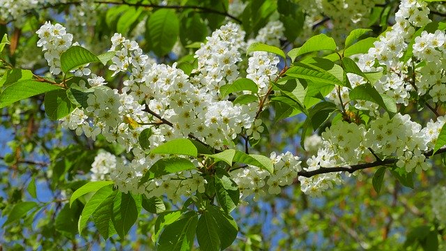 ดาวน์โหลดฟรี Bird Cherry Flowers Spring - รูปถ่ายหรือรูปภาพฟรีที่จะแก้ไขด้วยโปรแกรมแก้ไขรูปภาพออนไลน์ GIMP