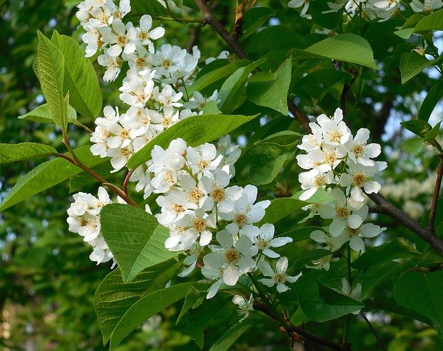 Free download Bird Cherry Prunus Flowers -  free photo or picture to be edited with GIMP online image editor
