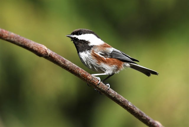 Free download bird chestnut backed chickadee wings free picture to be edited with GIMP free online image editor