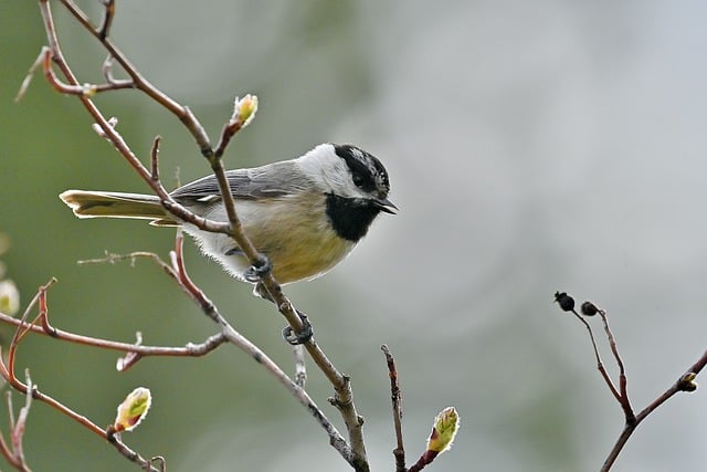 Free download bird chickadee ornithology species free picture to be edited with GIMP free online image editor