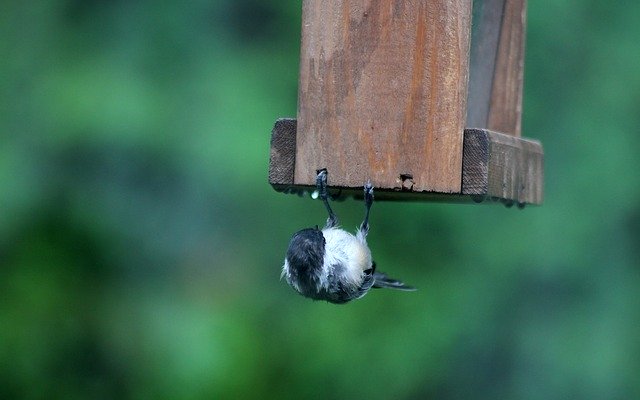 Unduh gratis Bird Chickadee Upside - foto atau gambar gratis untuk diedit dengan editor gambar online GIMP