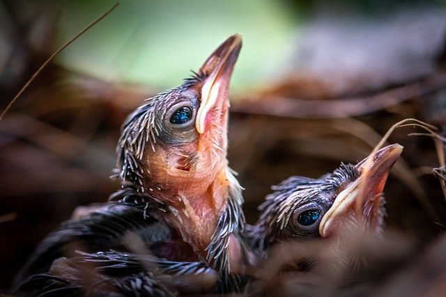 تنزيل Bird Chick Animal مجانًا - صورة أو صورة مجانية ليتم تحريرها باستخدام محرر الصور عبر الإنترنت GIMP