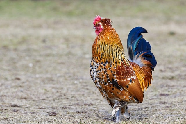Free download bird chicken farm rooster hen free picture to be edited with GIMP free online image editor