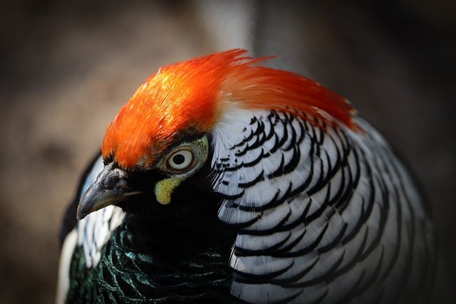Free download bird chicken head feathers animal free picture to be edited with GIMP free online image editor