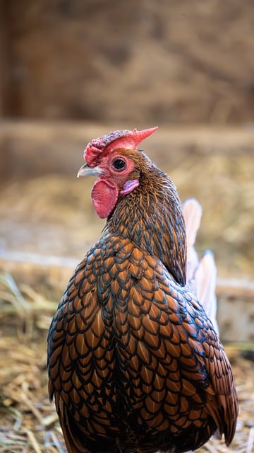 Free download bird chicken livestock ornithology free picture to be edited with GIMP free online image editor