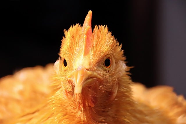 ดาวน์โหลดฟรีนก ไก่ สัตว์ปีก ฟาร์ม ลาน ไก่ รูปภาพฟรีที่จะแก้ไขด้วย GIMP โปรแกรมแก้ไขรูปภาพออนไลน์ฟรี