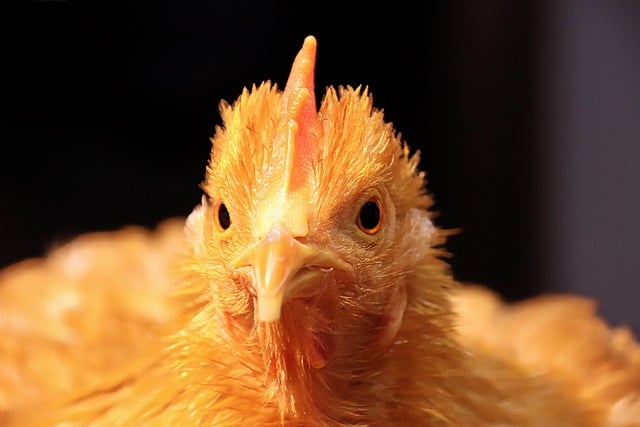 Free download bird chicken poultry farm yard hen free picture to be edited with GIMP free online image editor
