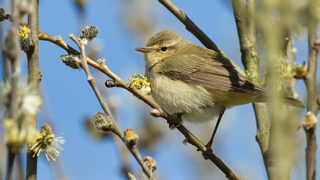 Free download bird chiffchaff wildlife sitting free picture to be edited with GIMP free online image editor