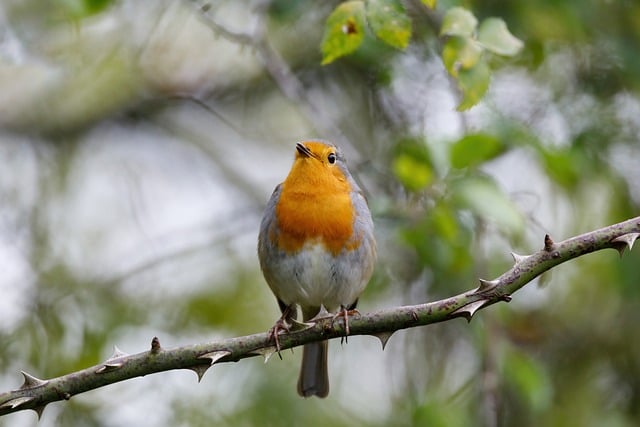 Free download bird close up rotkelchen songbird free picture to be edited with GIMP free online image editor