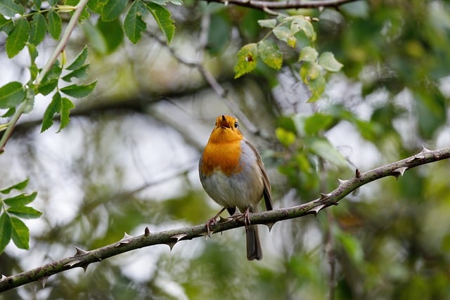 Free download bird close up spring orange free picture to be edited with GIMP free online image editor