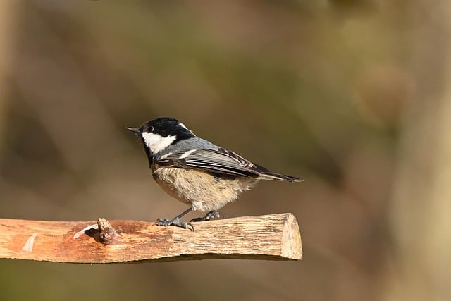 تنزيل مجاني لصورة الطيور للفحم برد الشتاء البارد لتحريرها باستخدام محرر الصور المجاني عبر الإنترنت من GIMP
