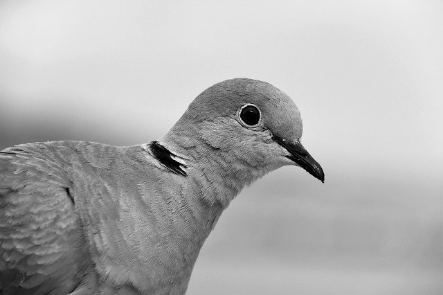 Free picture Bird Collared Dove -  to be edited by GIMP free image editor by OffiDocs
