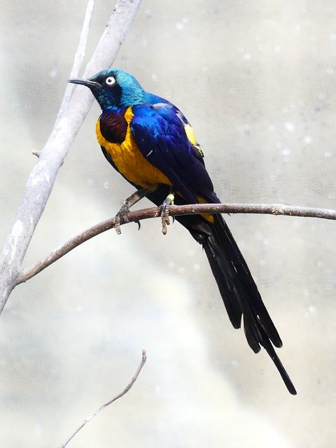 Free download Bird Colorful Nature -  free photo or picture to be edited with GIMP online image editor