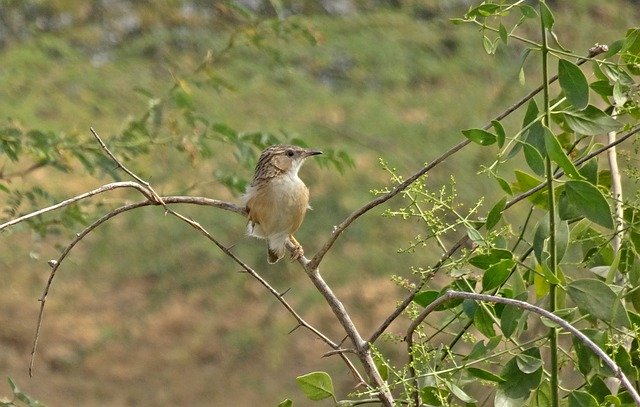 Descărcare gratuită Bird Common Babbler Argya Caudata - fotografie sau imagine gratuită pentru a fi editată cu editorul de imagini online GIMP