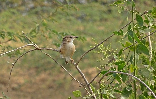 Téléchargement gratuit Oiseau Babbler commun Argya Caudata - photo ou image gratuite à modifier avec l'éditeur d'images en ligne GIMP