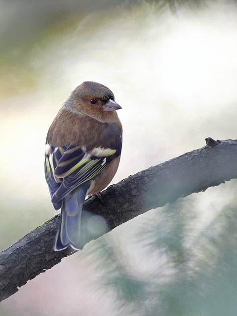 Free download bird common chaffinch chaffinch free picture to be edited with GIMP free online image editor