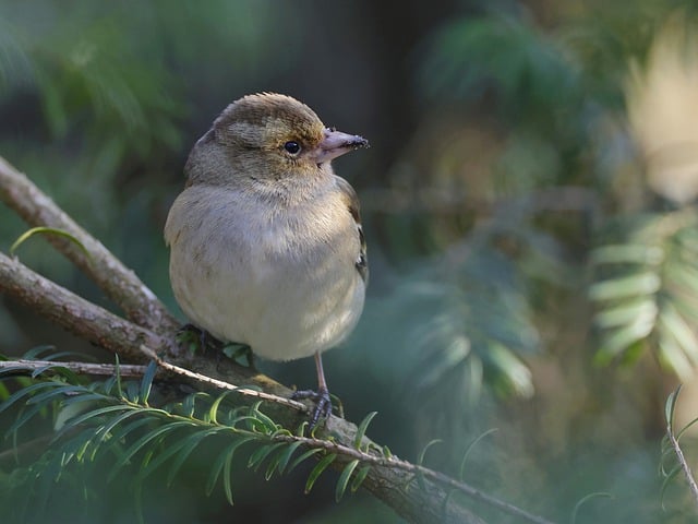 Free download bird common chaffinch ornithology free picture to be edited with GIMP free online image editor