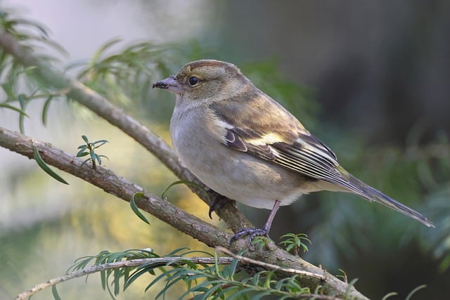 Free download bird common chaffinch perched free picture to be edited with GIMP free online image editor