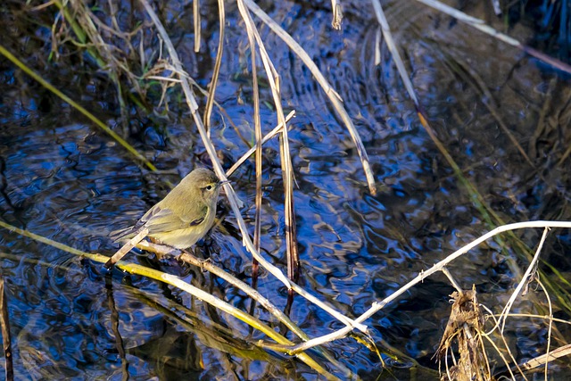 Free download bird common chiffchaff ornithology free picture to be edited with GIMP free online image editor