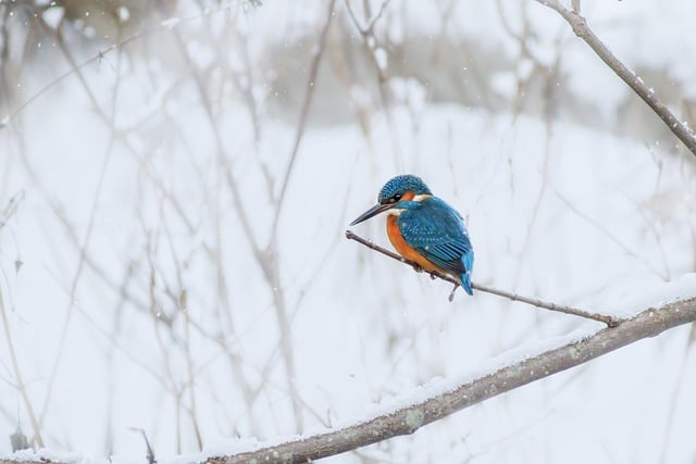Free download bird common kingfisher kingfisher free picture to be edited with GIMP free online image editor