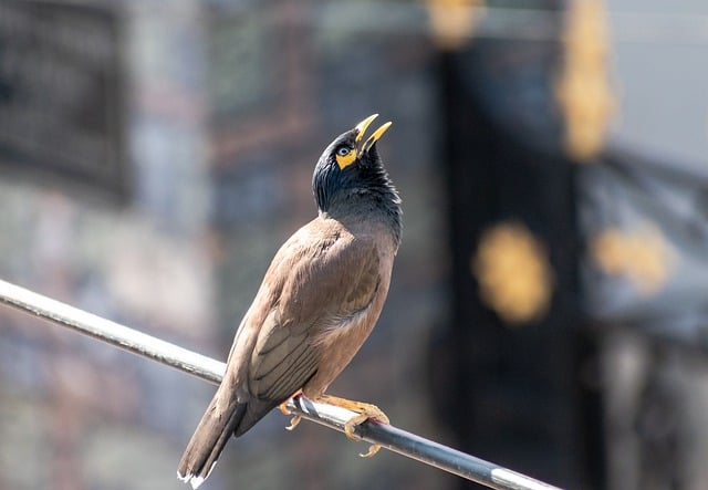 Free download bird common myna starling free picture to be edited with GIMP free online image editor