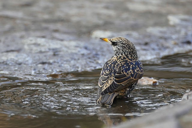 Free download bird common starling starling water free picture to be edited with GIMP free online image editor