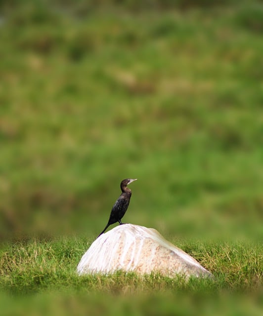 Téléchargement gratuit d'une image gratuite d'observation des oiseaux de cormorans et d'oiseaux à modifier avec l'éditeur d'images en ligne gratuit GIMP
