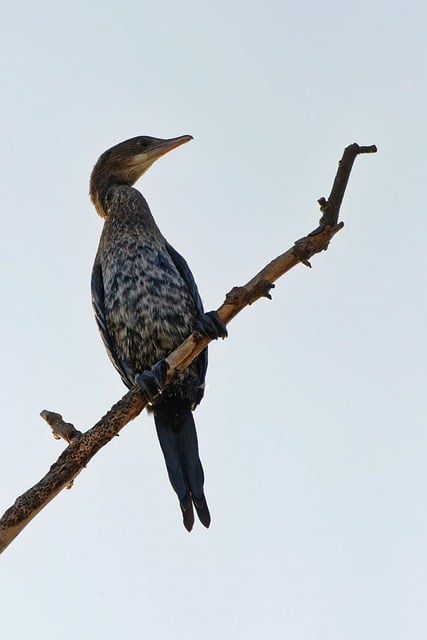 Free download bird cormorant chicken feathers free picture to be edited with GIMP free online image editor