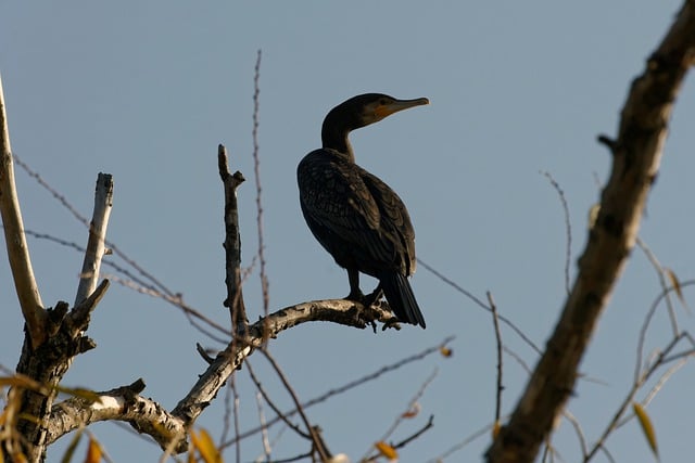 Free download bird cormorant feathers beak free picture to be edited with GIMP free online image editor