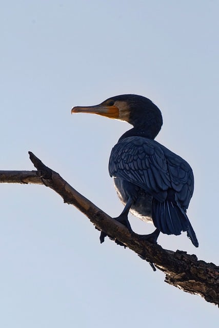 تحميل مجاني لطيور الغاق الريش الأسود المنقار صورة مجانية ليتم تحريرها باستخدام محرر الصور المجاني على الإنترنت GIMP