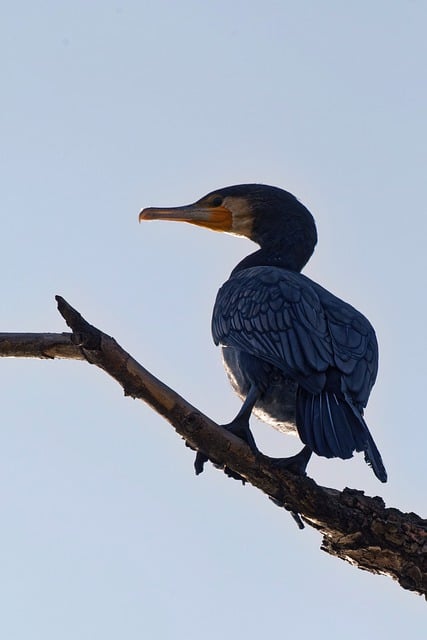 Free download bird cormorant feathers black beak free picture to be edited with GIMP free online image editor