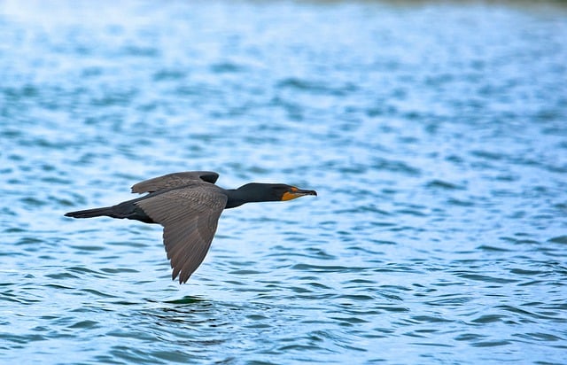 Free download bird cormorant flight animal free picture to be edited with GIMP free online image editor