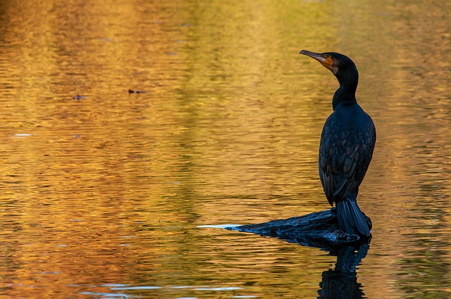 Free download bird cormorant lake water nature free picture to be edited with GIMP free online image editor