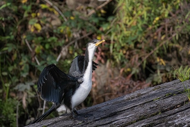 Free download bird cormorant little pied cormorant free picture to be edited with GIMP free online image editor