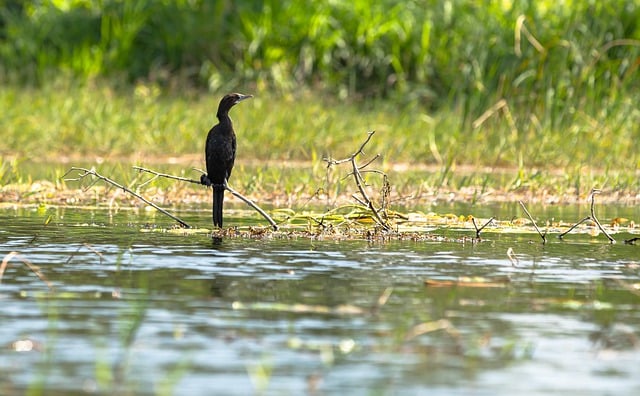Free download bird cormorant ornithology free picture to be edited with GIMP free online image editor