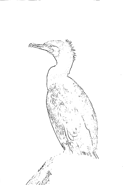 Free download Bird Cormorant Phalacrocorax - Free vector graphic on Pixabay free illustration to be edited with GIMP free online image editor