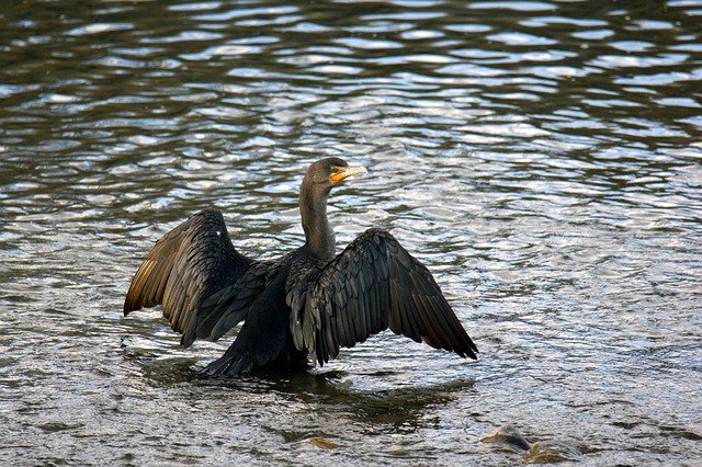Free download Bird Cormorant Wings -  free photo or picture to be edited with GIMP online image editor