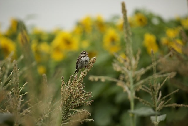 Free download bird corn sunflower animal free picture to be edited with GIMP free online image editor