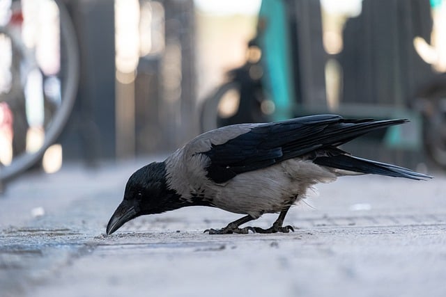 Free download bird corvid crow city street free picture to be edited with GIMP free online image editor