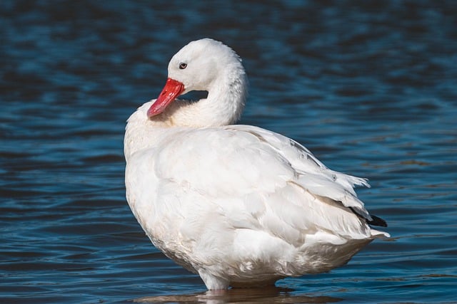 Muat turun percuma gambar percuma burung coscoroba swan swan untuk diedit dengan editor imej dalam talian percuma GIMP