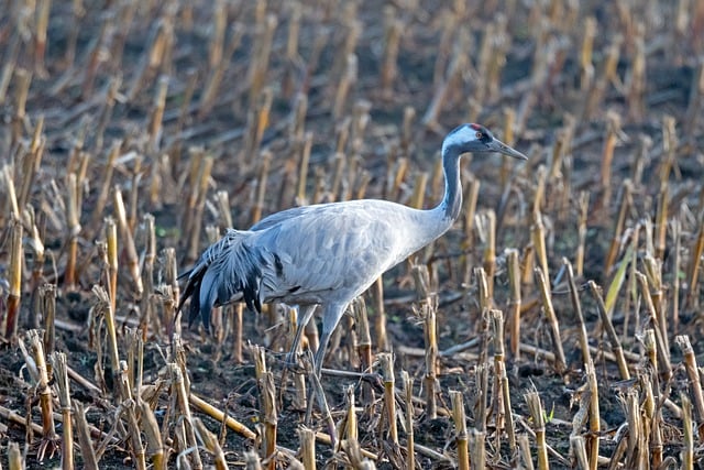 Free download bird crane cornfield gray crane free picture to be edited with GIMP free online image editor