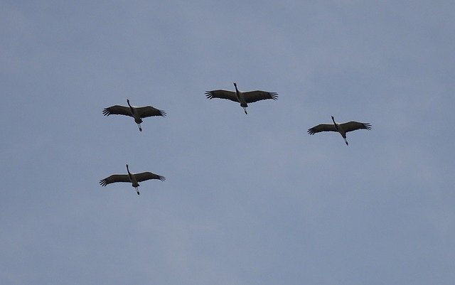 Bird Crane Demoiselle Grus 무료 다운로드 - 무료 사진 또는 김프 온라인 이미지 편집기로 편집할 수 있는 사진