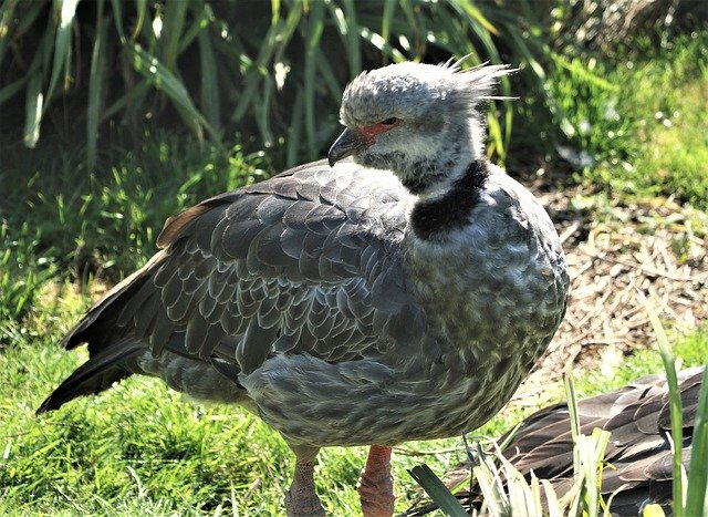 Free download Bird Crested Screamer Chauna -  free photo or picture to be edited with GIMP online image editor