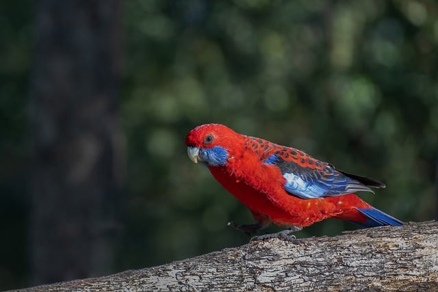 Free download bird crimson rosella parrot animal free picture to be edited with GIMP free online image editor