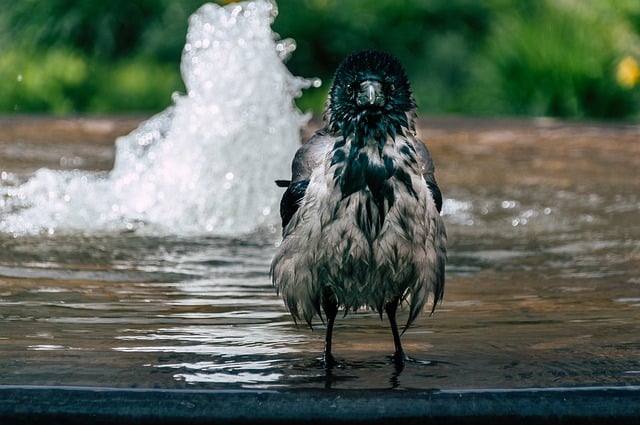 Free download bird crow bath animal water free picture to be edited with GIMP free online image editor